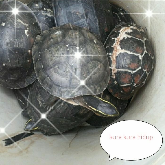 Kura Kura Hidup Pelepasan 1 Ekor 1Kg