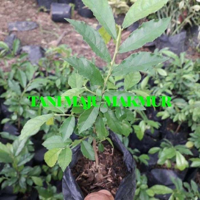 [ BiBIT TANAMAN BAHAN BONSAI SERUT ]
