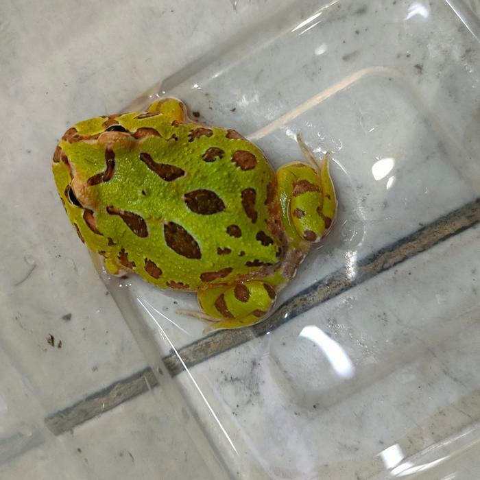 TERBARUU kodok pacman green frog / kodok hias