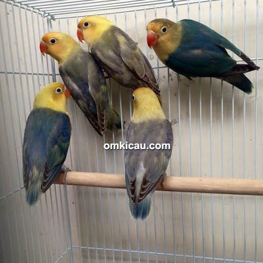 LOVEBIRD PARBLUE GARANSI TERMURAH