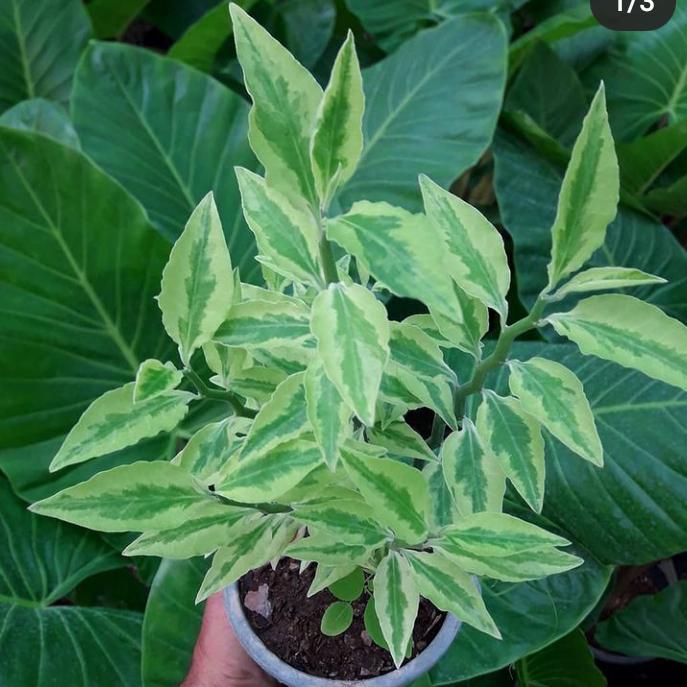 Tanaman hias zigzag plant patah tulang variegata stok terbatas