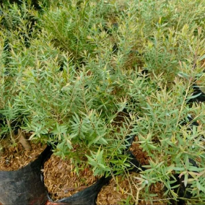 Juwara_Syatu Tanaman Kayu Putih Mini (Eucalyptus Micro)-Pohon Minyak Kayu Putih