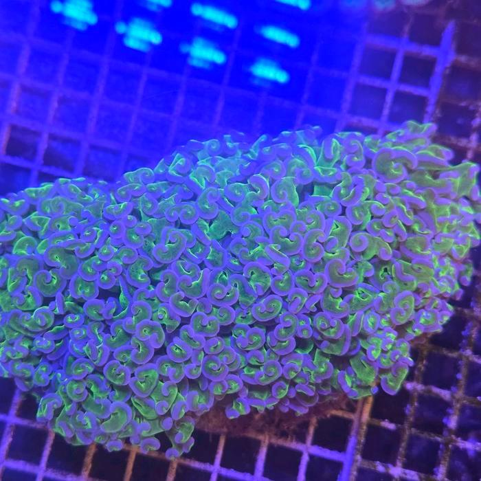 Rupa_Bagus Coral Koral Siwalan Hijau Ungu Ijo Ungu Frag Wall Hammer Coral Perawatan Mudah Tahan