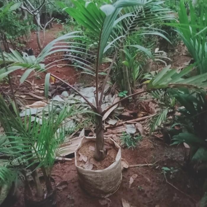 SM- tanaman hias palem botol 1 meter