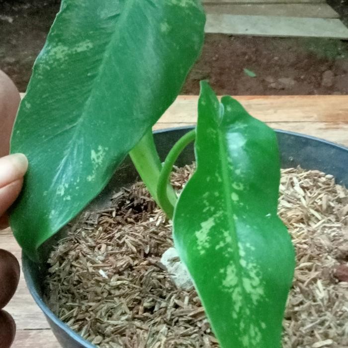 SM- tanaman hias pilo dragon variegata