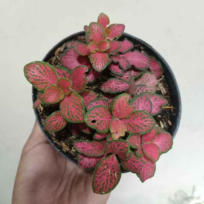 SALE fitonia mini pink import - tanaman hias fitonia pink imp pastki 2701un HV195
