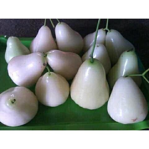 Bibit Jambu air madu susu