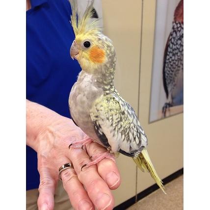 Burung Cockatiel Parkit Australia Falk Grey Mutiara Pearl Jinak Total