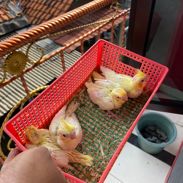 Lolohan Falk Lutino Mata Merah / Anakan Parkit Australia Lutino MM