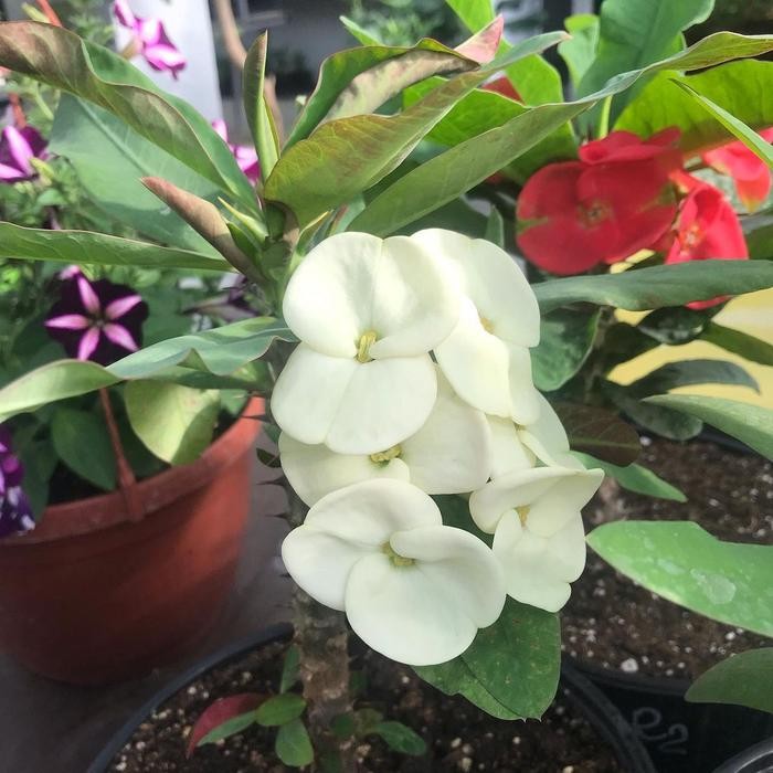 Tanaman euforbia bunga putih