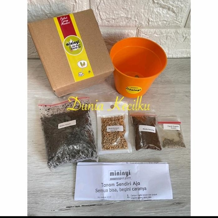 Paket Rumput Kucing Tanam Sendiri DIY Rumput Kucing Rumput Gandum