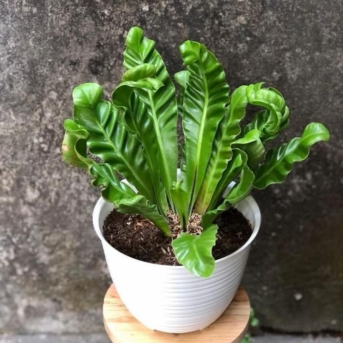 Stok Baru tanaman hias kadaka lasagna cobra / Anthurium kadaka lasagna cobra tumbuhan poison