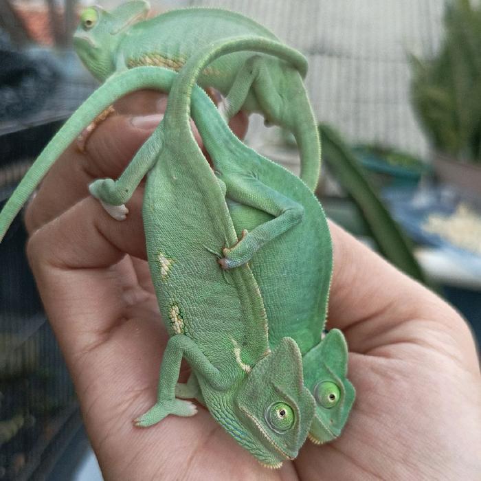 Ready Terlaris Veiled Chameleon 2-3 Bulan Promo Murah