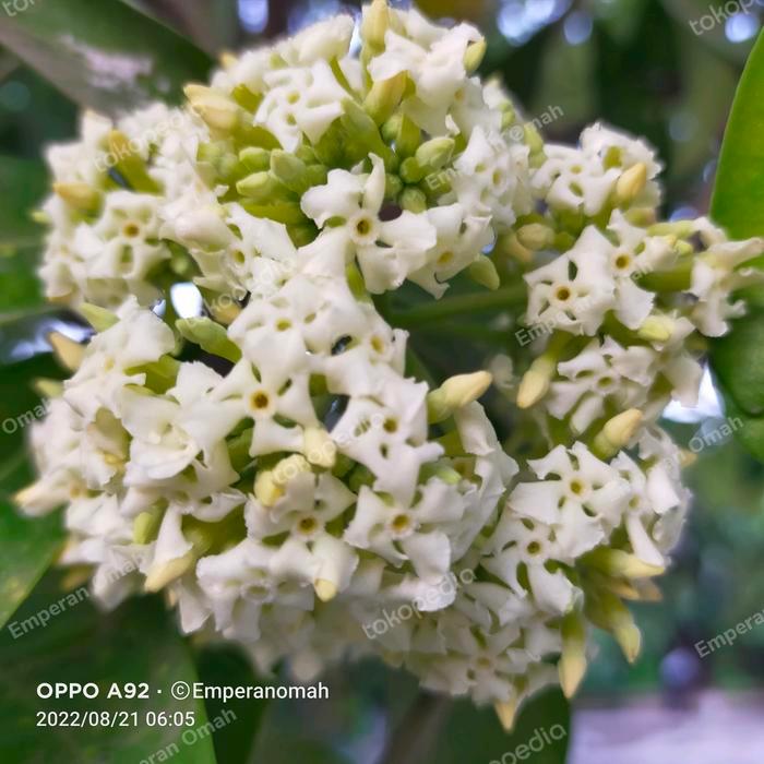 50 Bibit Tanaman Pohon Pule Pulai Grosir Termurah - Tanaman Hias Bonsai Pule