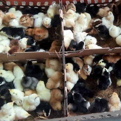 ANAK AYAM KAMPUNG ASLI HIDUP TOP GRADE FREE PUR AYAM PROMO TERMURAH