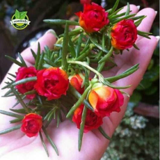 Benih Bunga Moss Rose Merah Portulaca Grandiflora