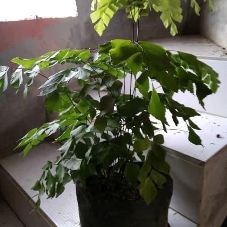 

Tanaman hias suplir dolar ukuran besar