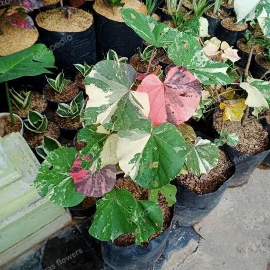 SM- tanaman hias daun waru varigata tricolor Pohon
