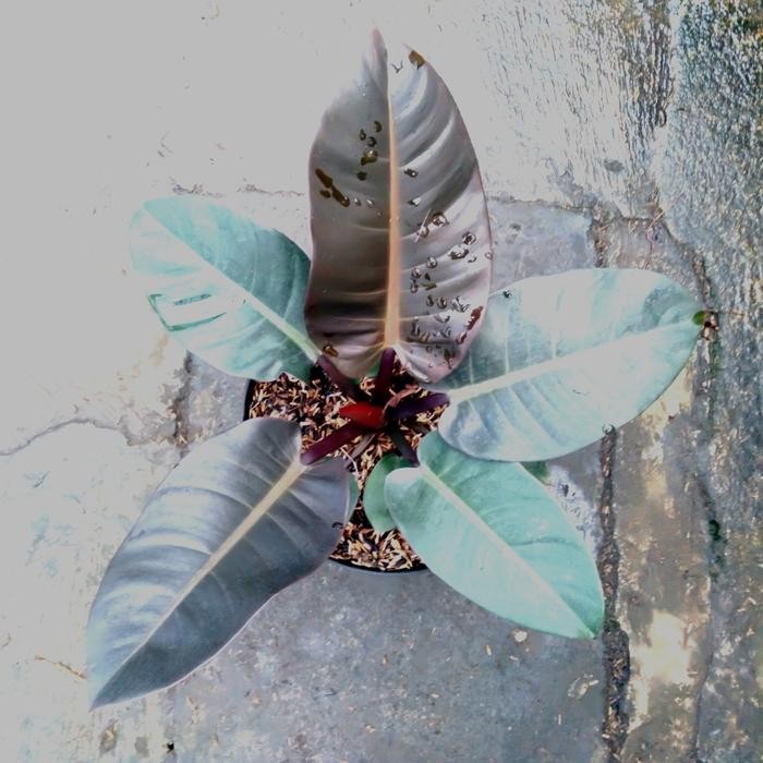 SM- Tanaman Hias Philodendron Black Cardinal Brazil ORI Besar