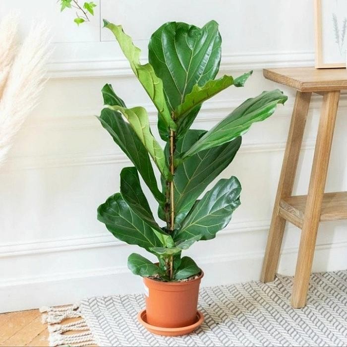 Ketapang Biola Cantik Tinggi 60cm / Tanaman Hias Indoor Ketapang Biola