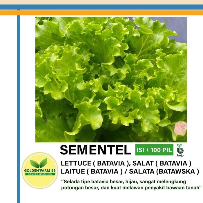 Benih selada BATAVIA BEJO SEMENTEL Kemasan 100 pil