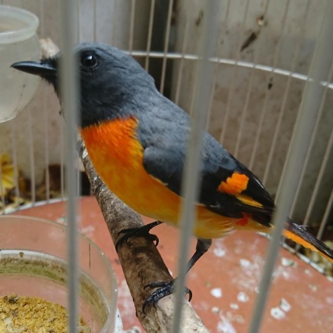 Burung Mantenan Jantan Warna Cantik