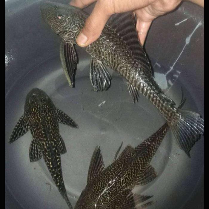 DISKON 3 ekor ikan sapu2 hitam 15-17cm pembersih kaca aquarium READY STOCK