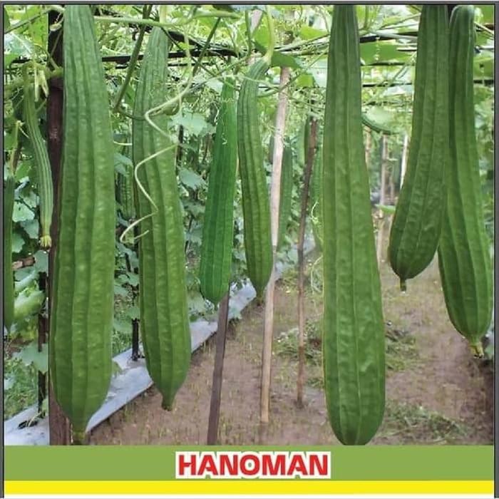 Stok Baru Benih Bintang Asia Gambas Hanoman F1