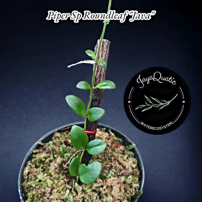 [ PIPER SP ROUNDLEAF "JAVA" - TANAMAN HIAS RAMBAT PALUDARIUM TERRARIUM ]