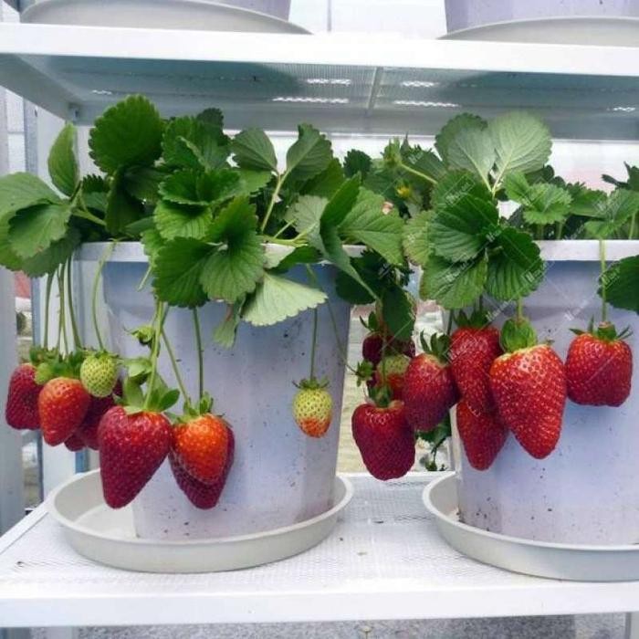 [ Bibit Tanaman Strawberry Siap Berbuah Tanaman Buah Strawberry Segar ]