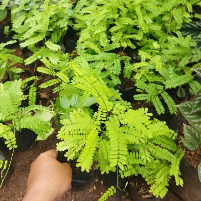 [ tanaman herbal - tanaman obat - tanaman merambat daun saga - pohon saga ]