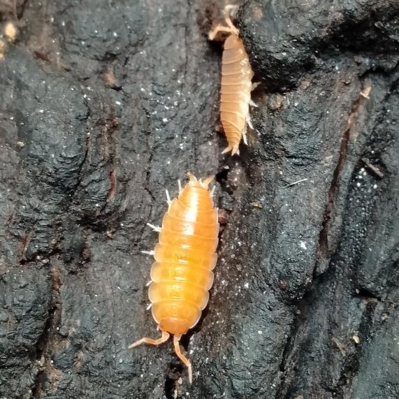 Isopoda Nagurus Nanus Orange