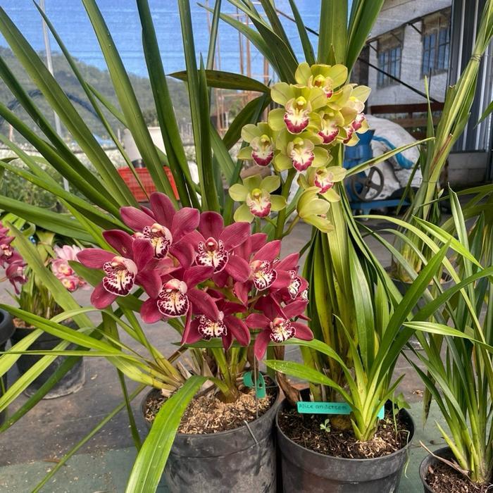 Promo Anggrek Tanah Cymbidium Import koleksi Tanaman Terlaris