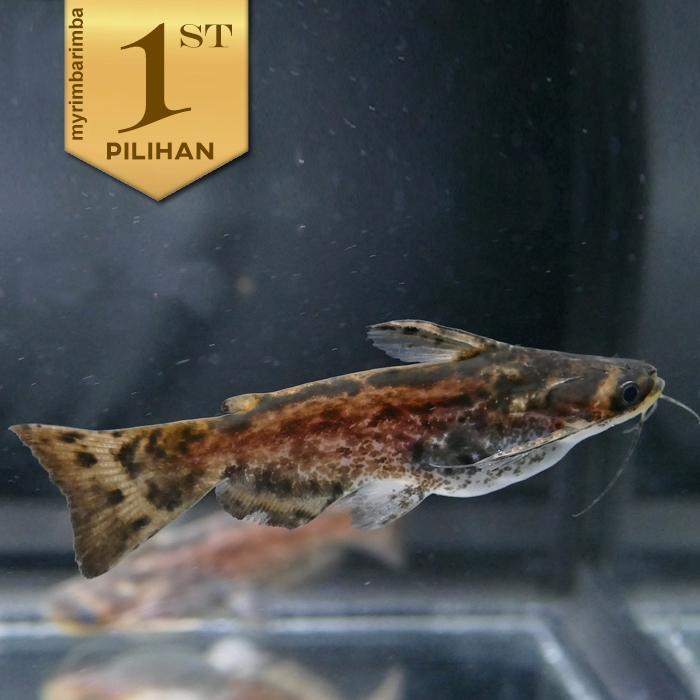 TERLARISSS Colombian Catfish Ikan Hias Predator Hiasan Aquarium Aquascape Kolam