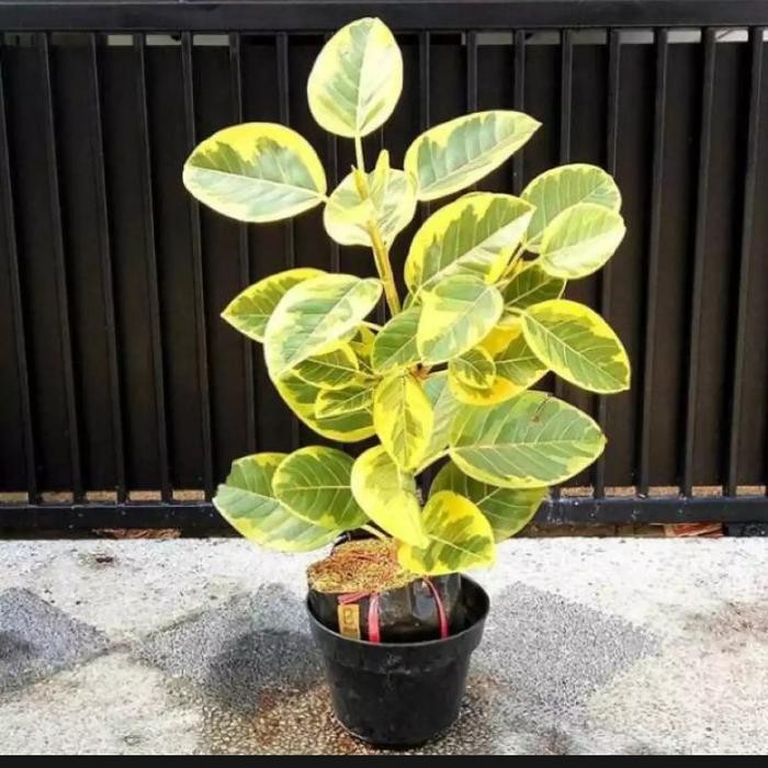 

tanaman hias karet kebo golden varigata