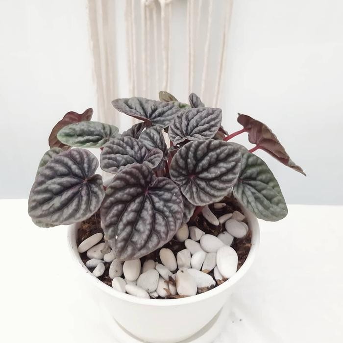 

TANAMAN HIAS PEPEROMIA CAPERATA / TANAMAN INDOOR CANTIK + POT HITAM