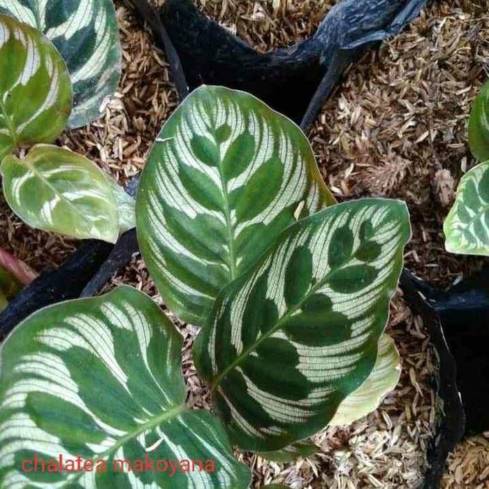 

tanaman hias kalatea makoyana green