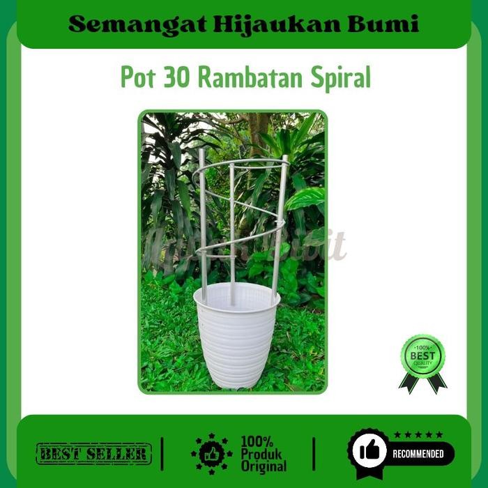 

Pot 30 Anggur rambatan Spiral