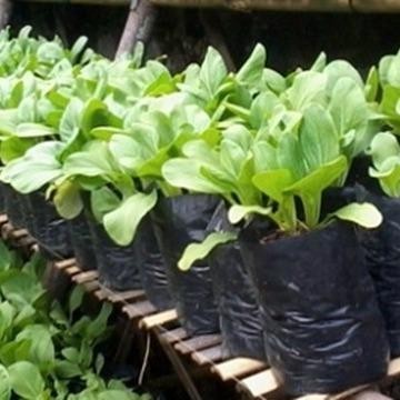 

Promo Pupuk Meroke Provit Hijau 500 Gram Nutrisi Penyubur Tanaman Daun Sayur Hidroponik Grade Tbk