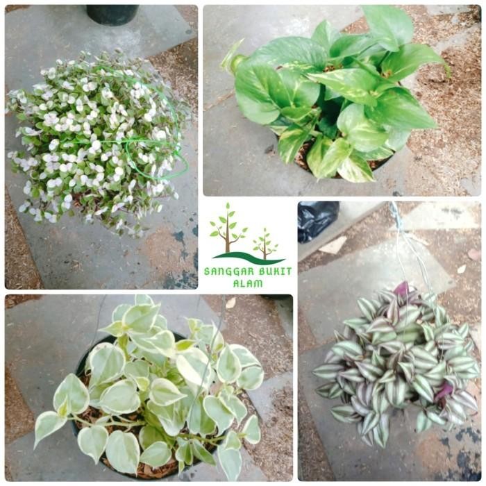 SM- paket hemat tanaman gantung / paket 4 tanaman gantung hias PLUS pot