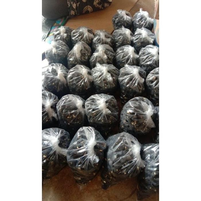 OBRAL Kecambah Sawit Tenera Unggul Polosan Isi 250 Biji Perbungkus Ready Temurah Terlaris