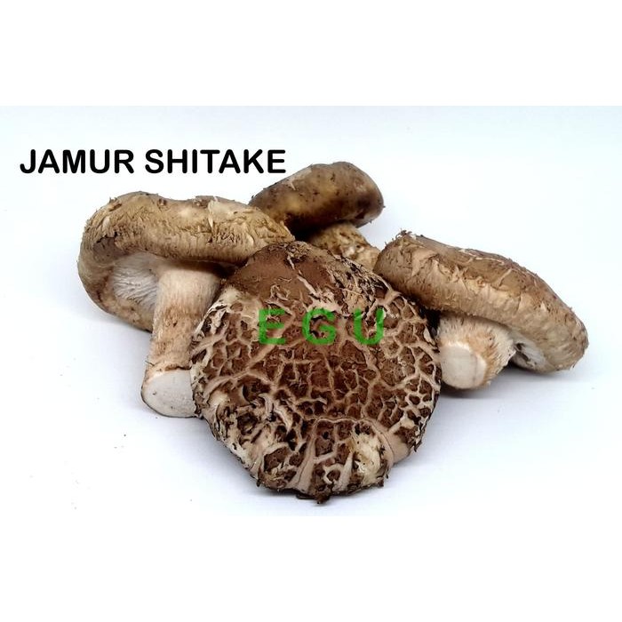 

Pilihan- Jamur Shitake Fresh 500Gr