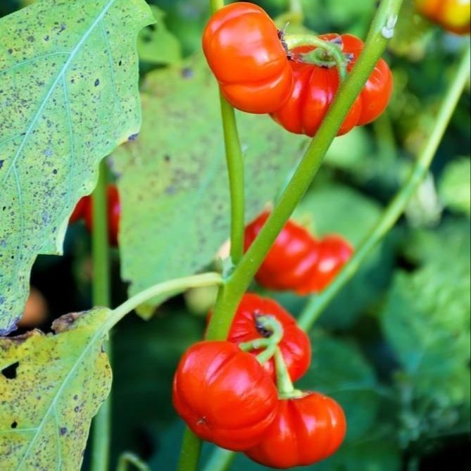 Terlaris - 6 Bibit Benih Terong Susu