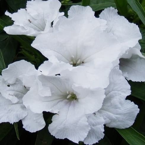 Terlaris - Tanaman Bunga Ruellia Putih