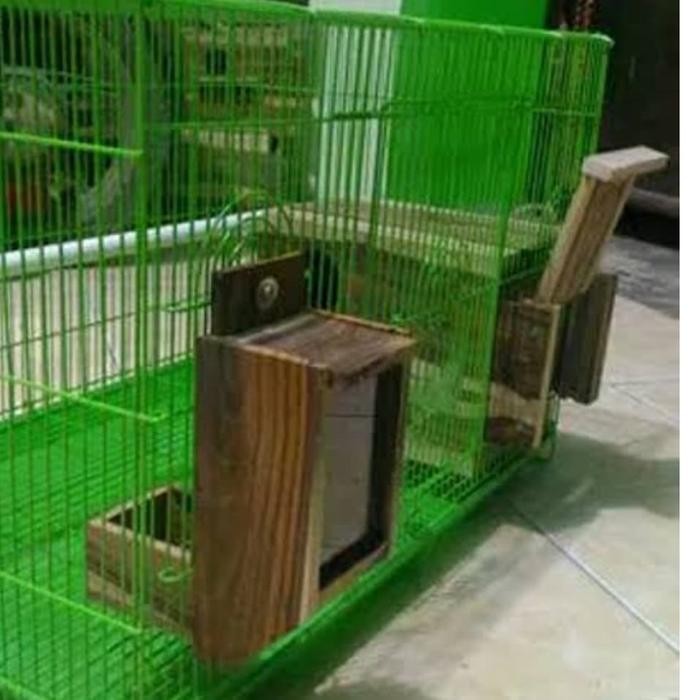 6yfd- Cepuk Kayu Dispenser Sangkar Burung