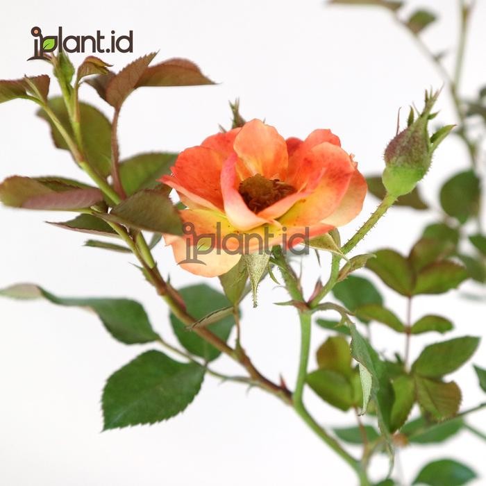 [ Tanaman Mawar Floribunda Orange Colorado ]