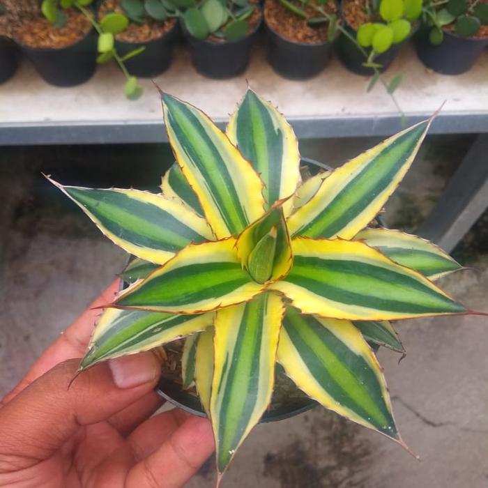kaktus sekulen agave
