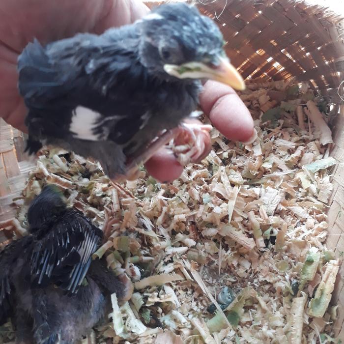 Jalak Kebo Anakan Lolohan Jantan