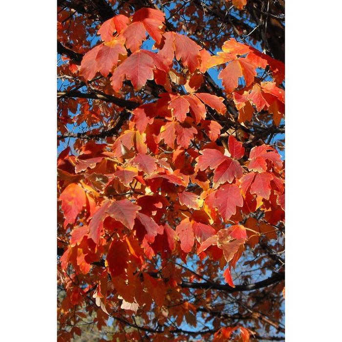 Benih Bibit Biji - Chinese Paperbark Maple Acer griseum Tree Pohon Eksotis Seeds - IMPORT Benih Biji