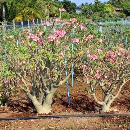 Rupa_Bagus Benih Bunga Adenium Yaman Benih Dan